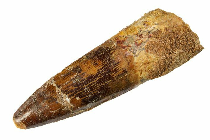 Fossil Spinosaurus Tooth - Real Dinosaur Tooth #298102